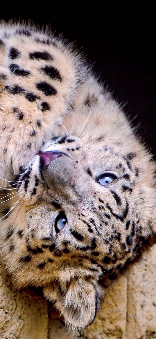 snow leopard, spotted, big cat, playful