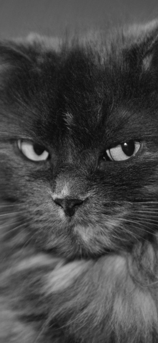 cat, muzzle, bushy, black white, large