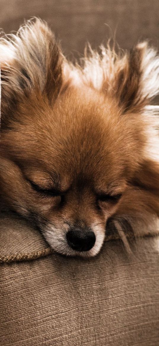 dog, puppy, chair, sleeping, furry