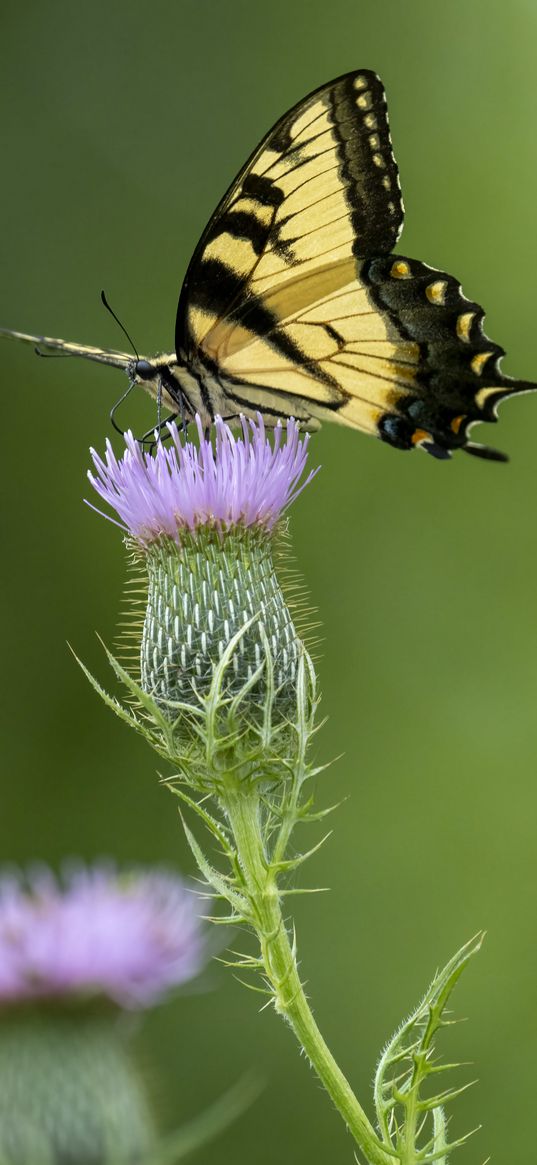 swallowtail, butterfly, flower, blur