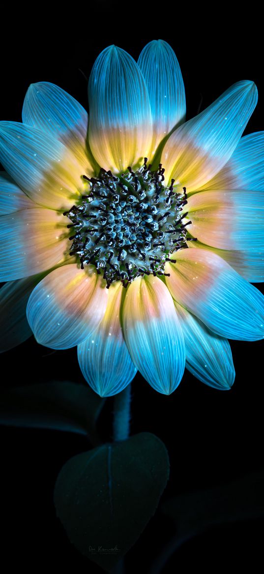 sunflower, petals, darkness, macro