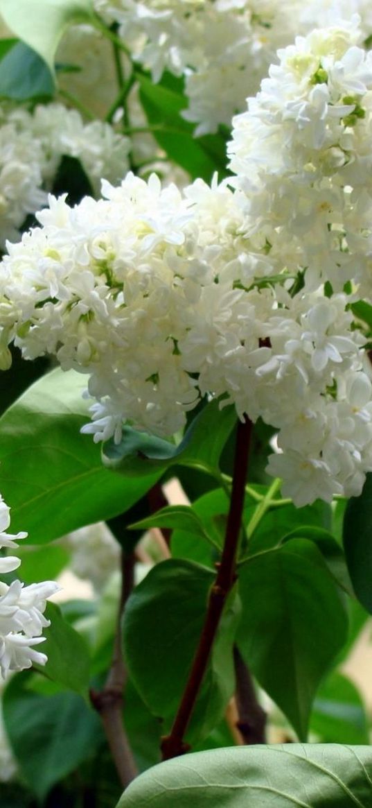 lilac, blossoms, twigs, spring, greens