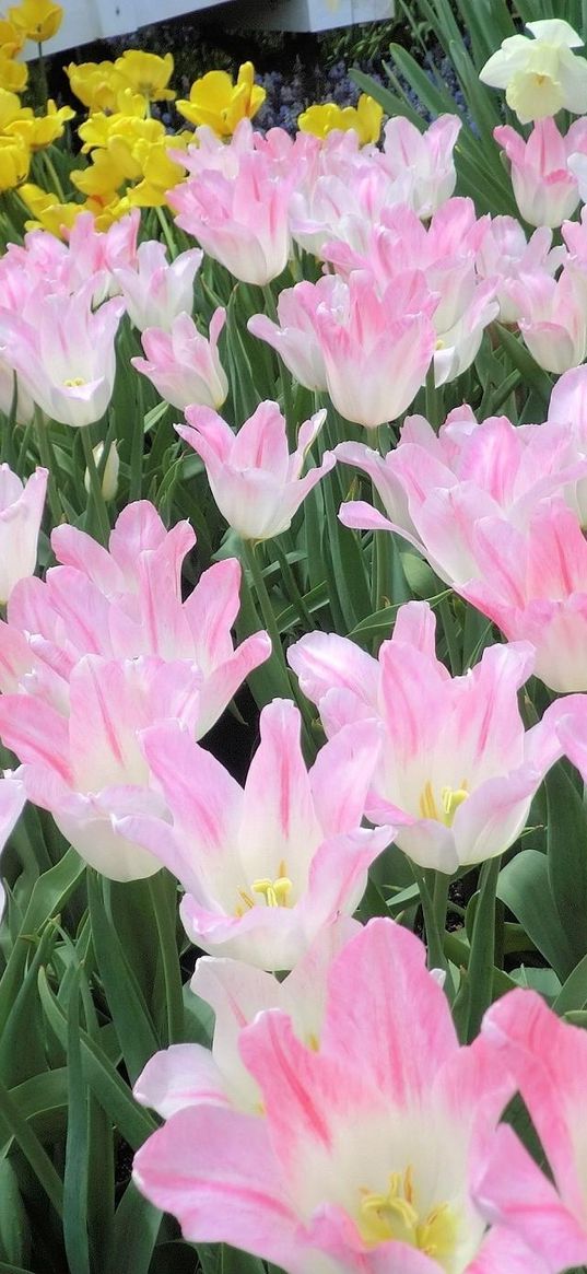 tulip, flowers, flowing, flowerbed, green, spring