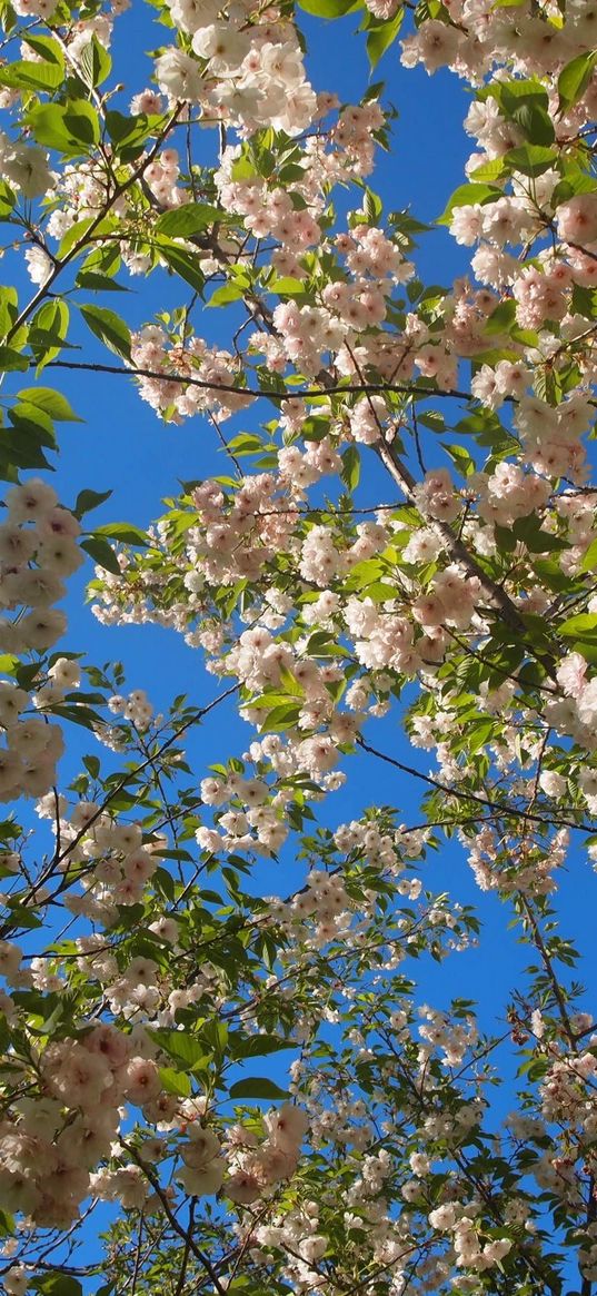 flowering, twigs, spring, sky, mood