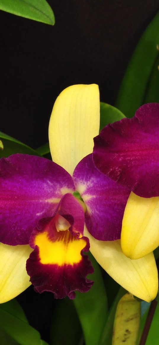 orchid, flower, violet, leaves, close-up