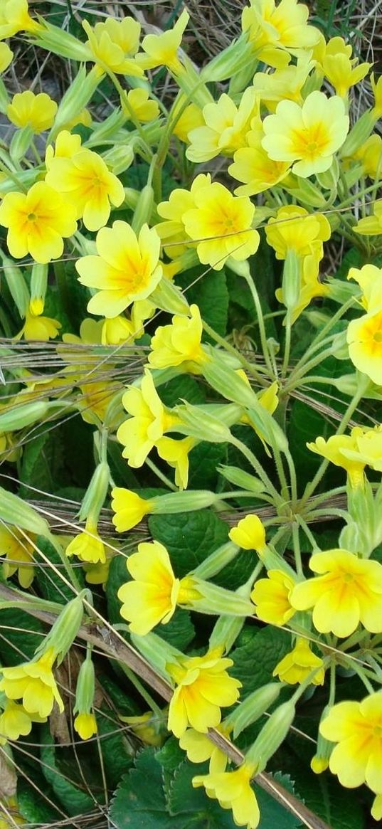 primrose, flowers, yellow, green, dead