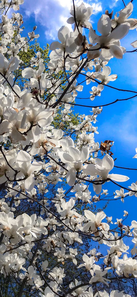 magnolia, flowers, branches, tree, white, blue sky, clouds, nature