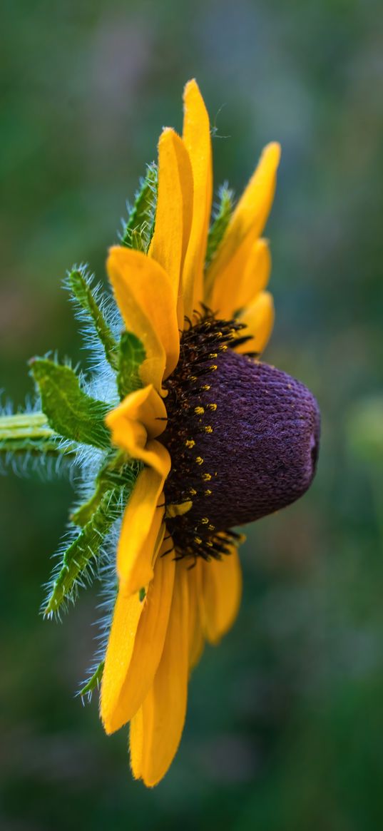 rudbeckia, flower, petals, macro, yellow, blur