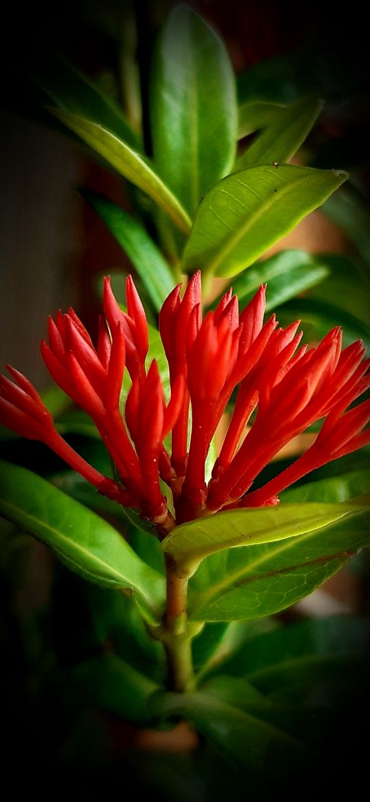 chinese ixora, flowers, plant, red, macro, darkening