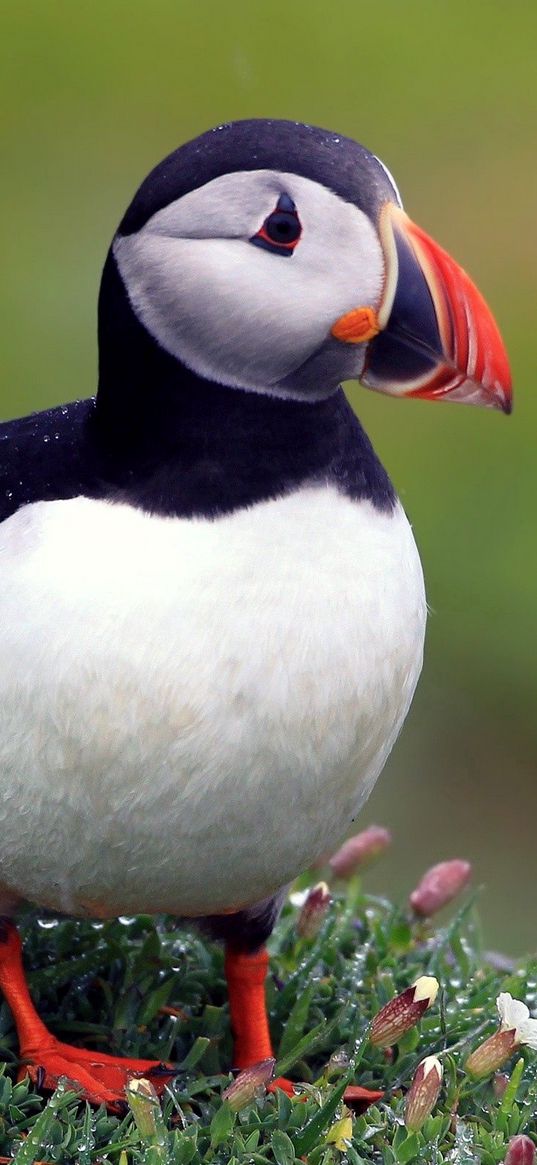 puffins, bird, black, beautiful