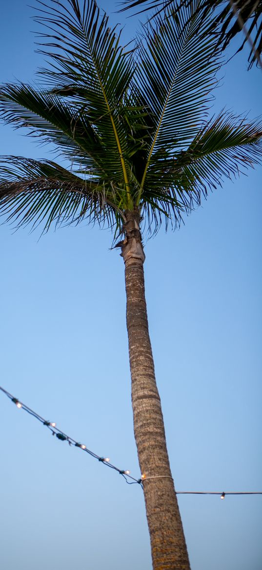 palm tree, sky, garland, minimalism