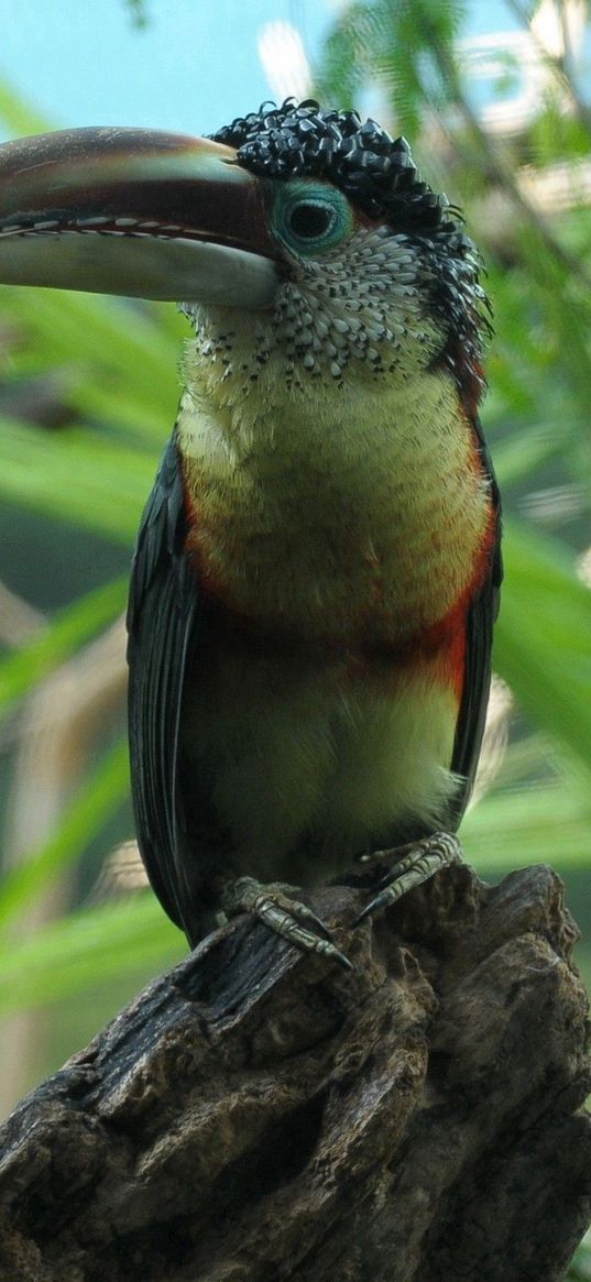 toucan, bird, beak, branch, color