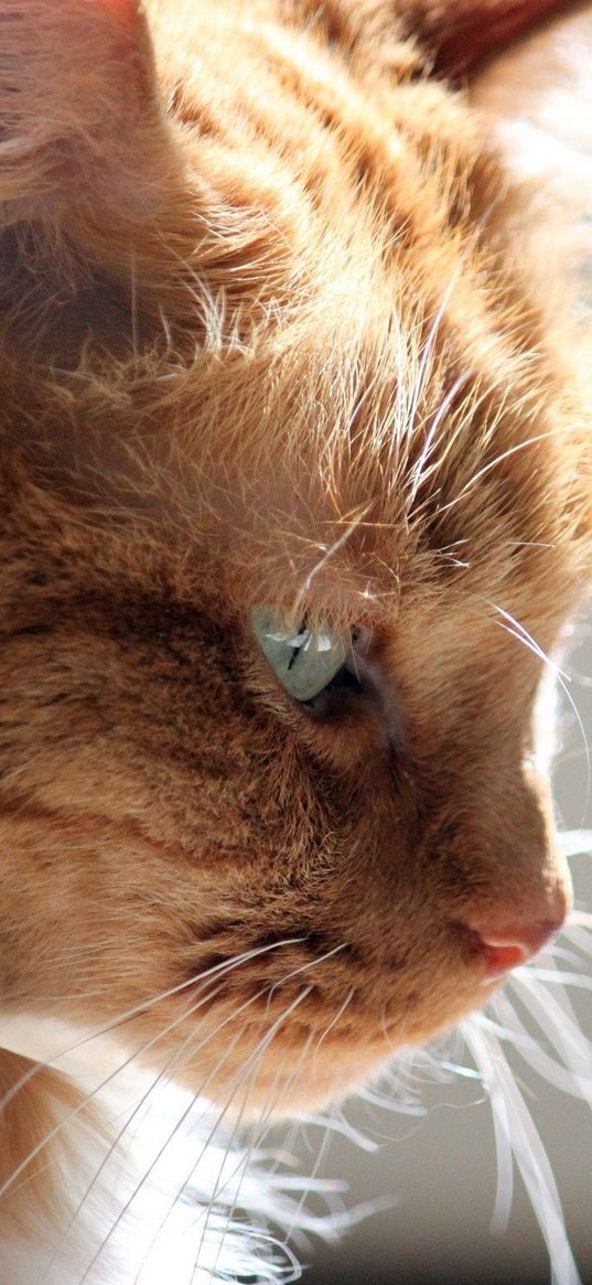 cat, profile, face, fluffy, light