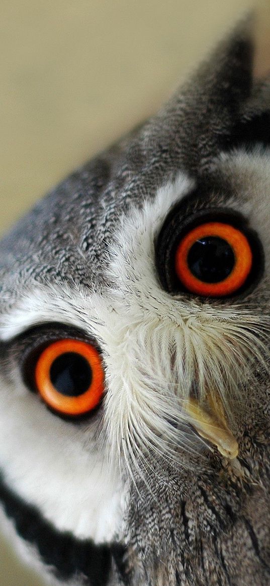 owl, bird, eye, face