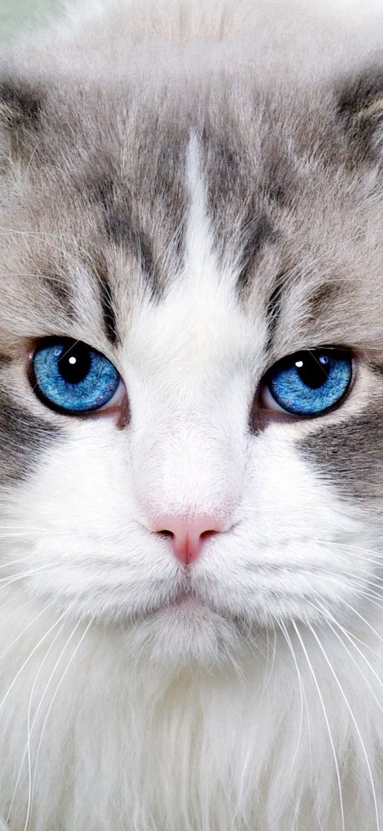 cat, fluffy, blue-eyed, face, cute