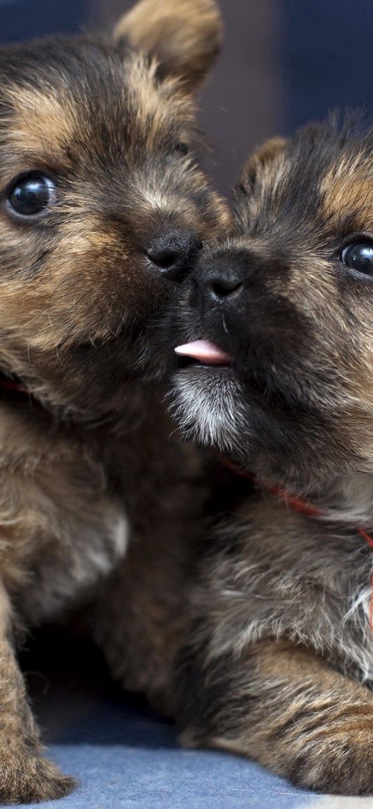 puppies, couple, playful, funny