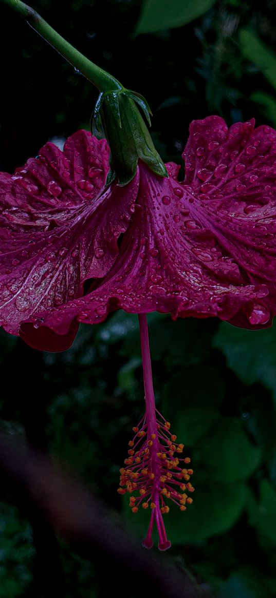 hibiscus, flower, pink, wet, macro