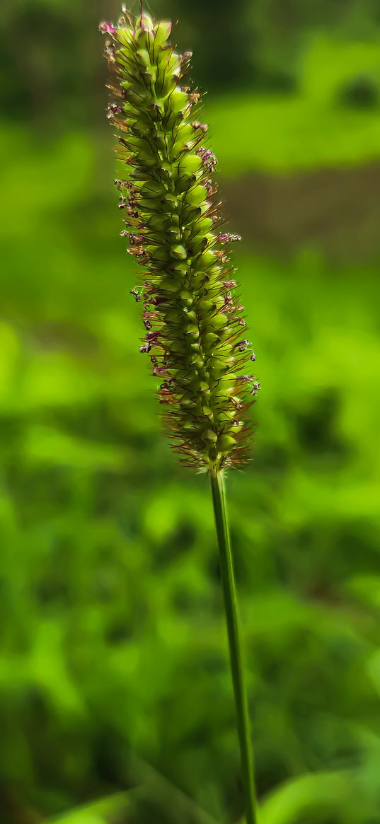 spikelet, grass, plant, wildlife, macro