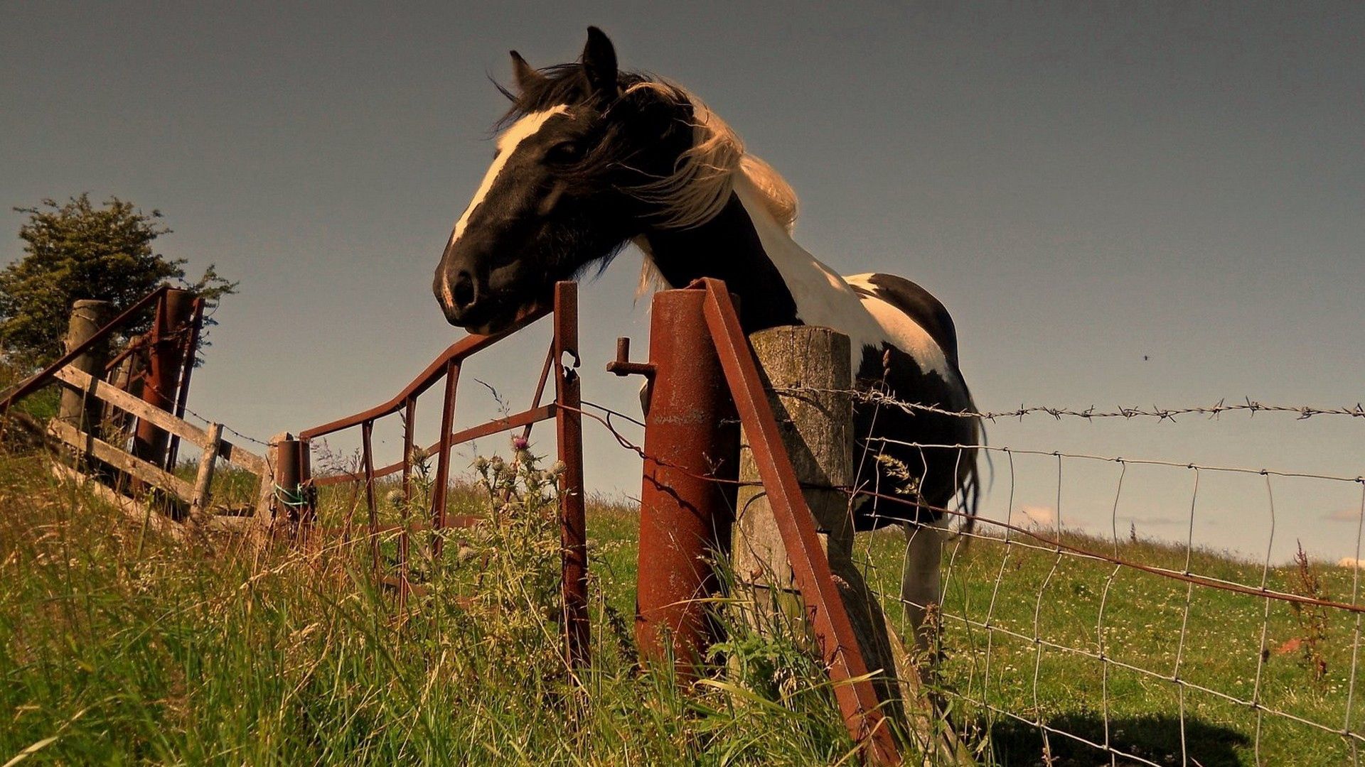 horse, fence, grass, walk