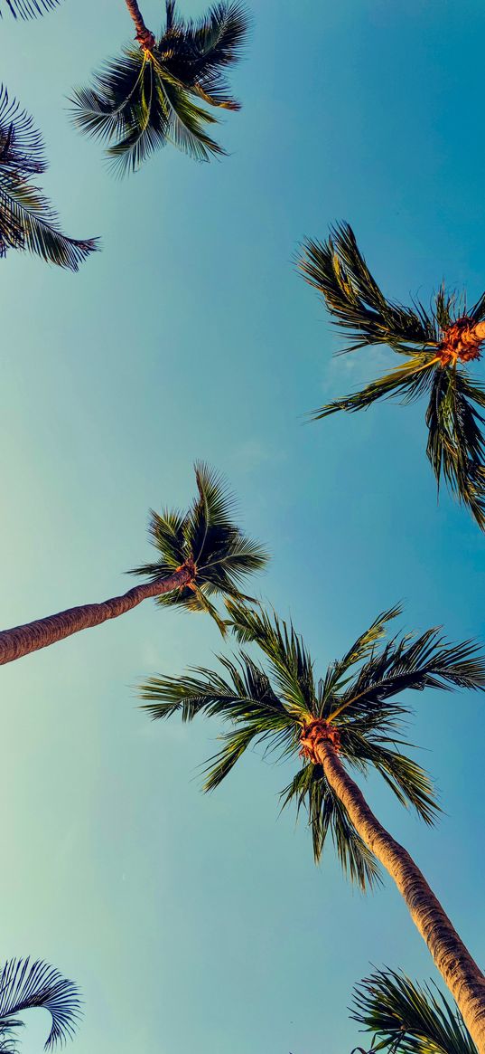 beach, palms, sky, vacation