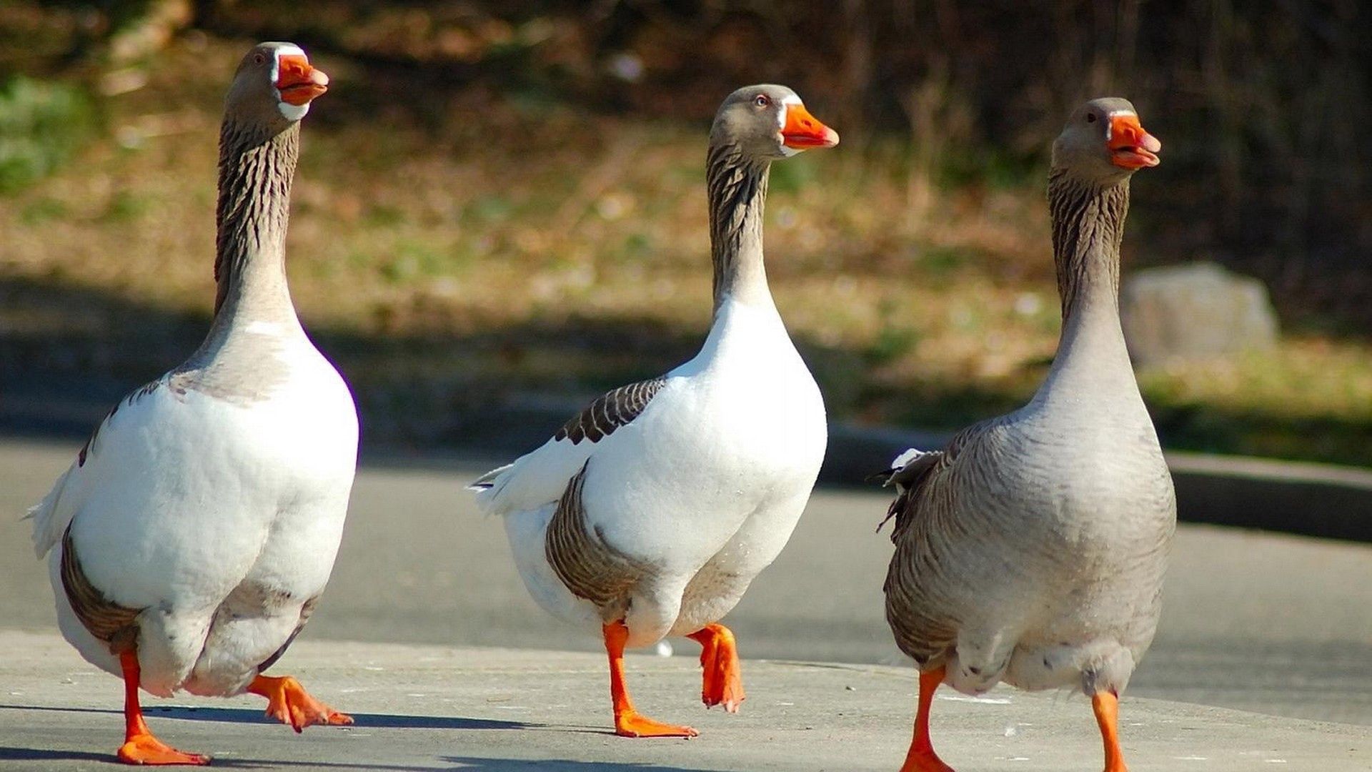 geese, birds, walk, three, wings