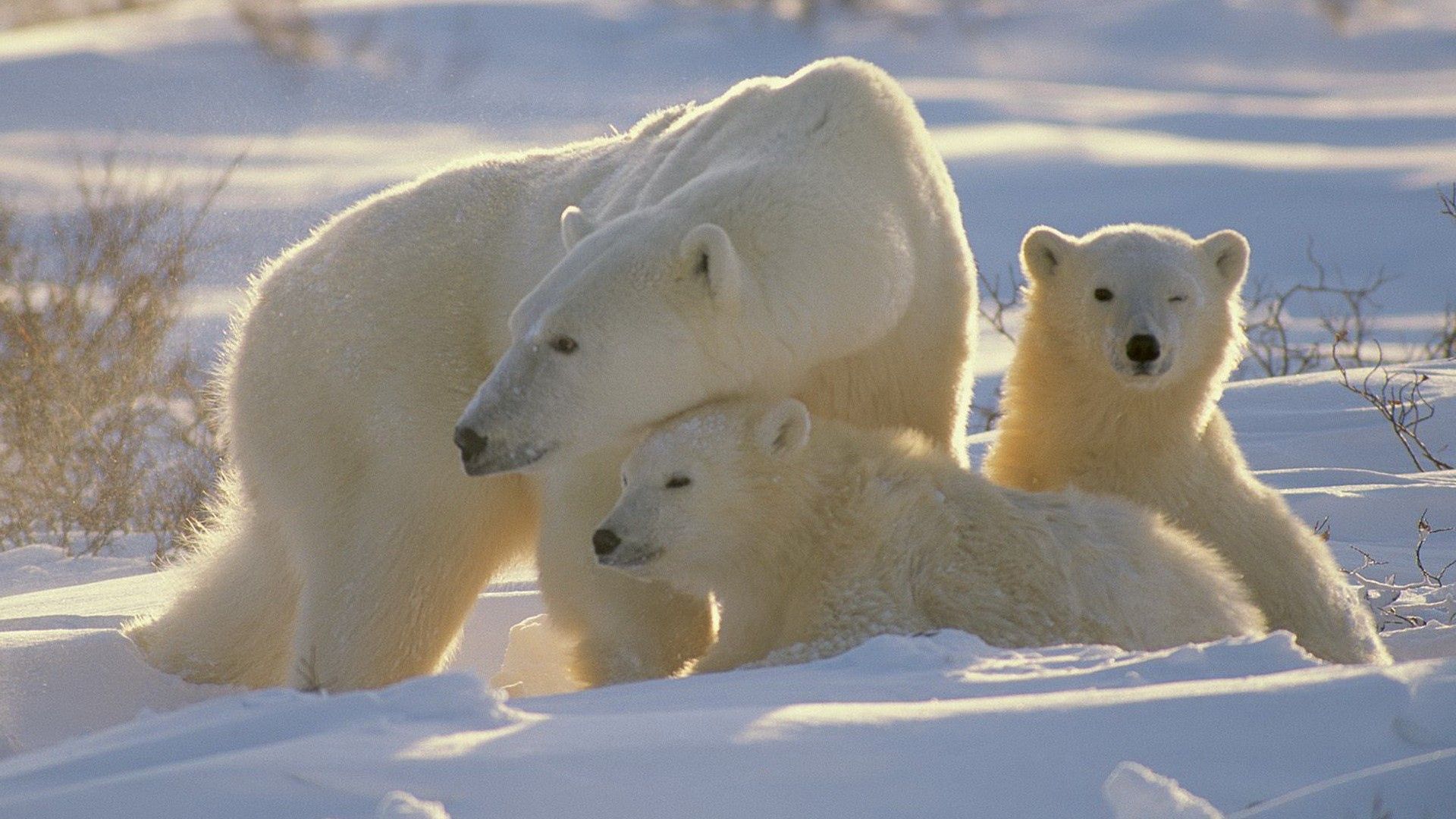 bears, polar bears, family, babies