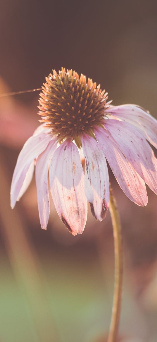 echinacea, flowers, petals, blur, macro