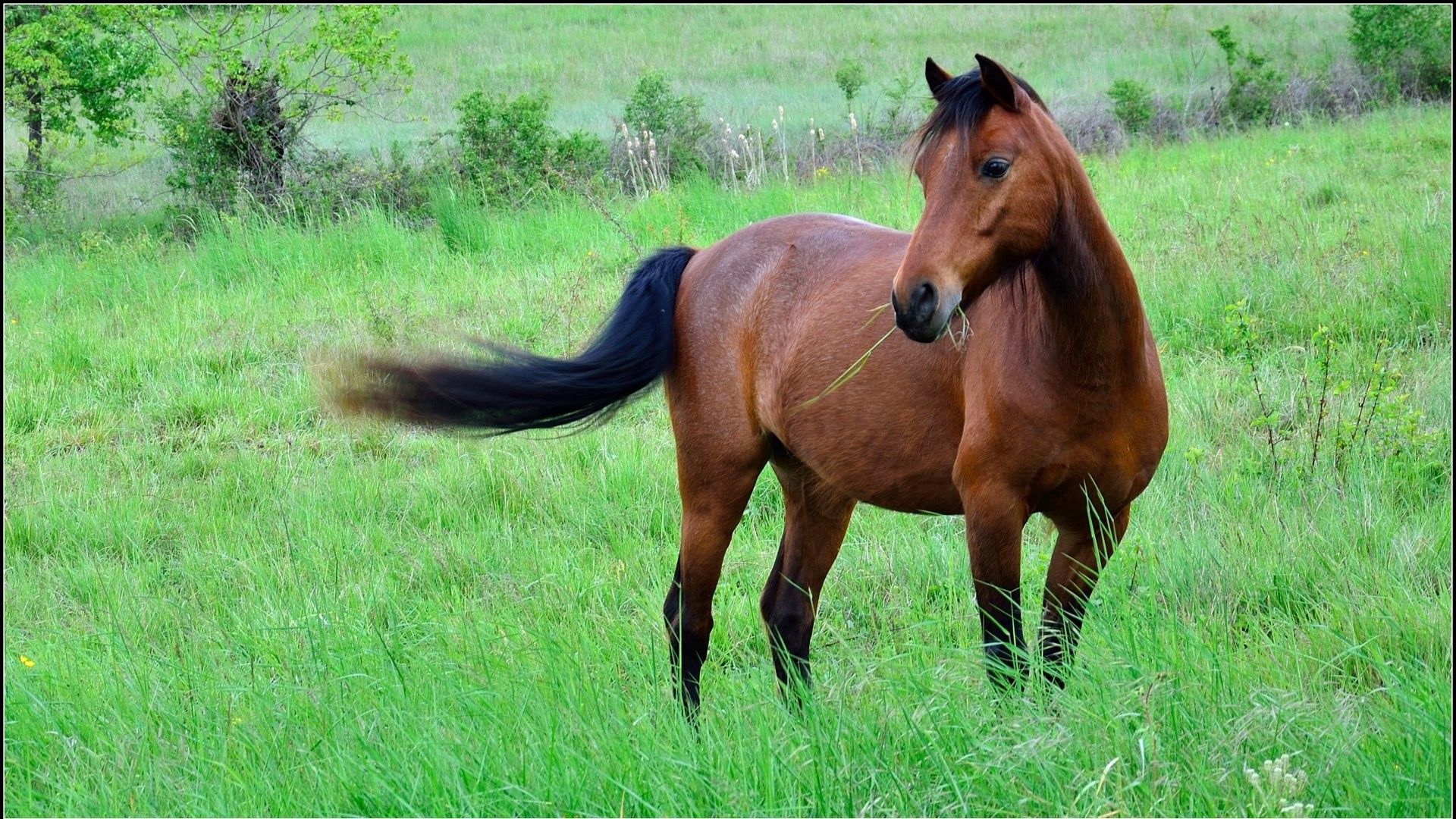 horse, grass, meadow, brown, black