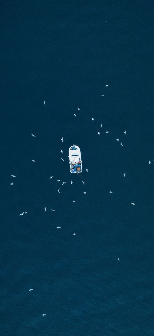 boat, seagulls, birds, sea, top view