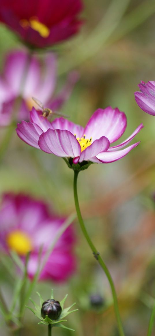 kosmeya, flower, petals, macro, blur