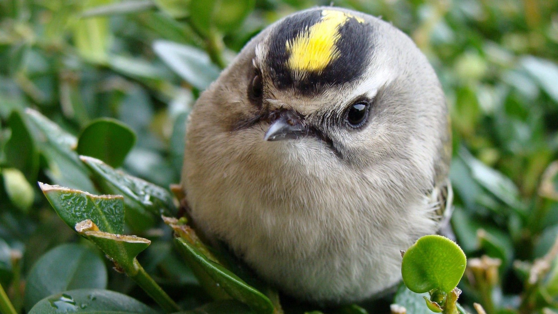 bird, head, unusual, grass