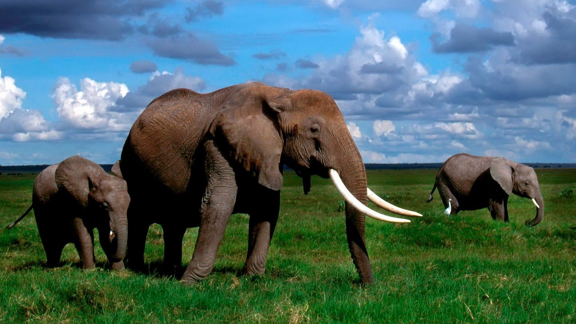 elephant, tusks, walk, grass, herd