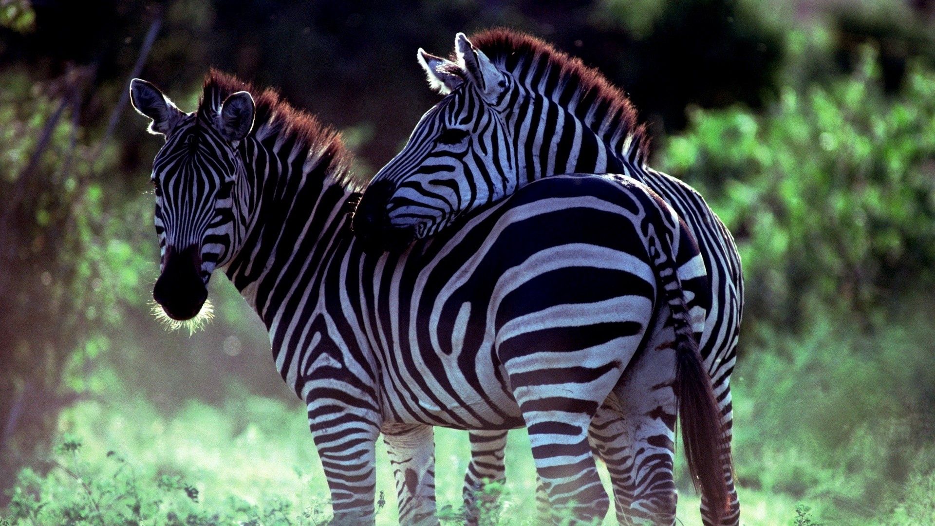 zebra, couple, caring, walk