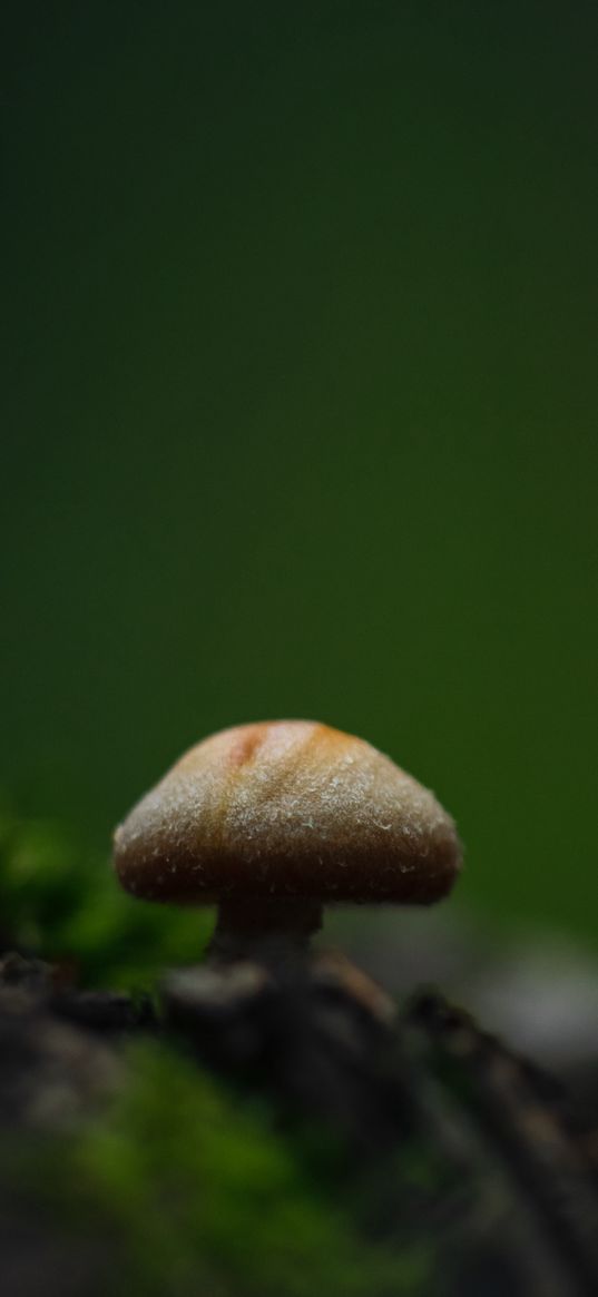 mushroom, moss, blur, macro