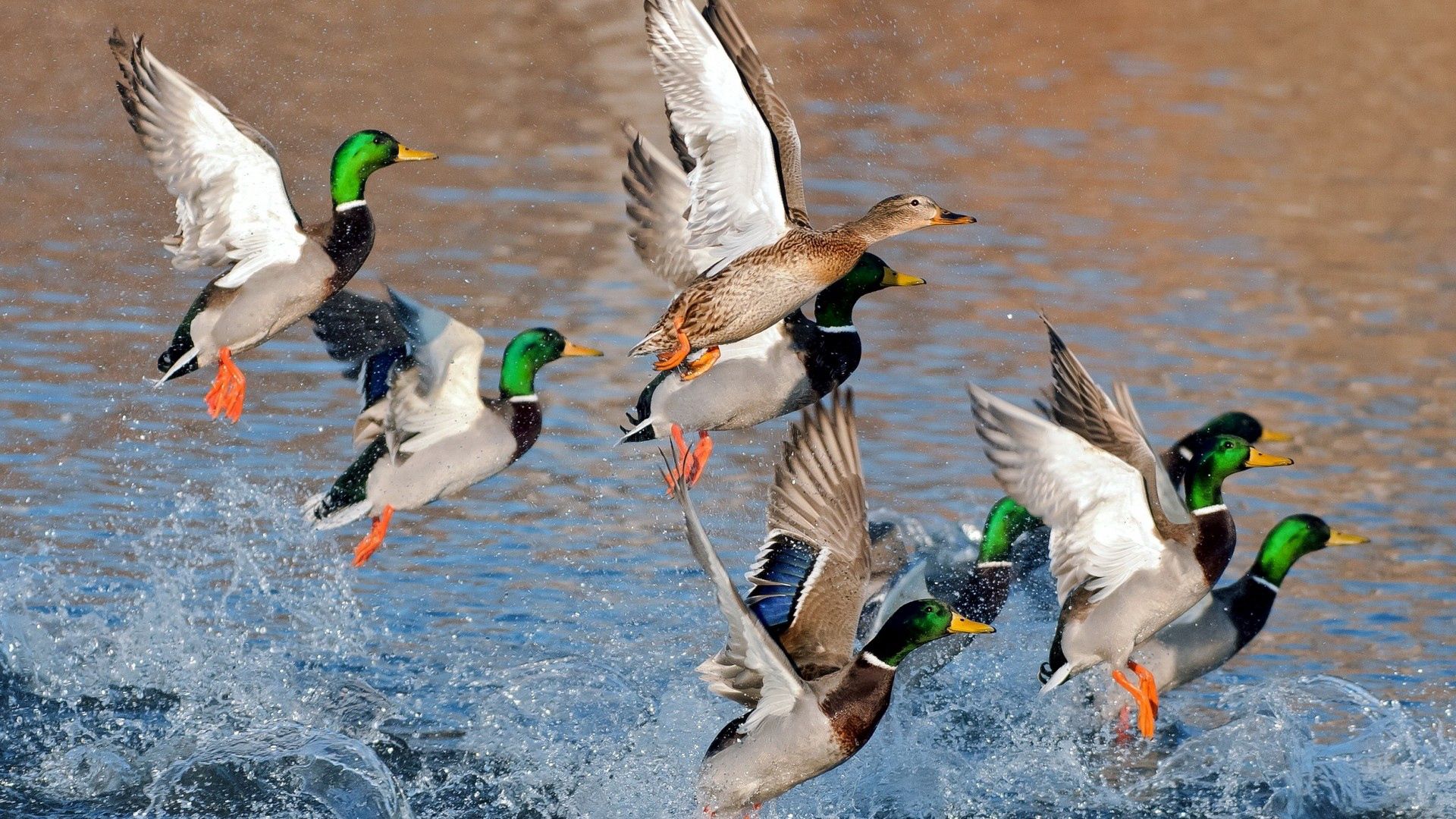 ducks, splash, flying, river, lake