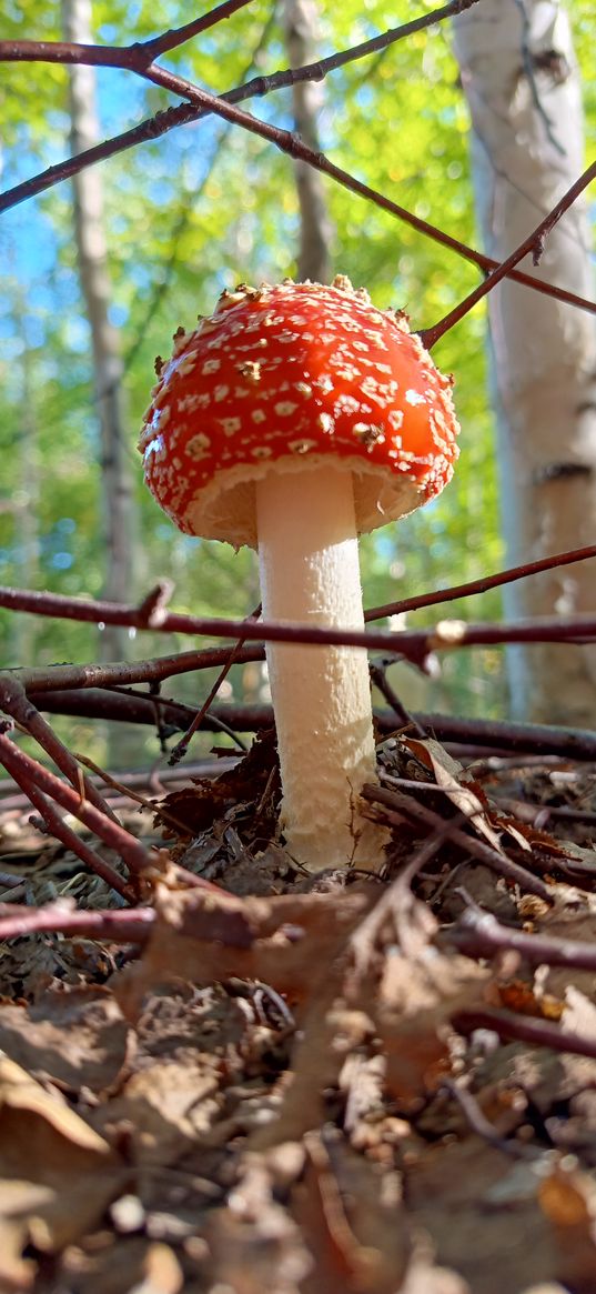 fly agaric, mushroom, leaves, branches, forest, nature