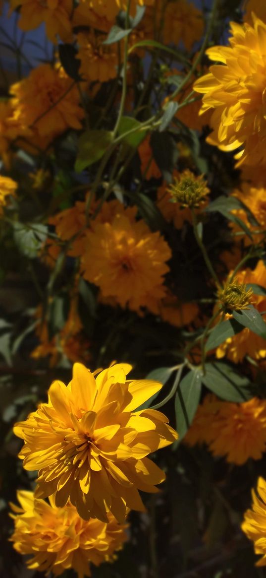 marigolds, flowers, yellow, nature, autumn