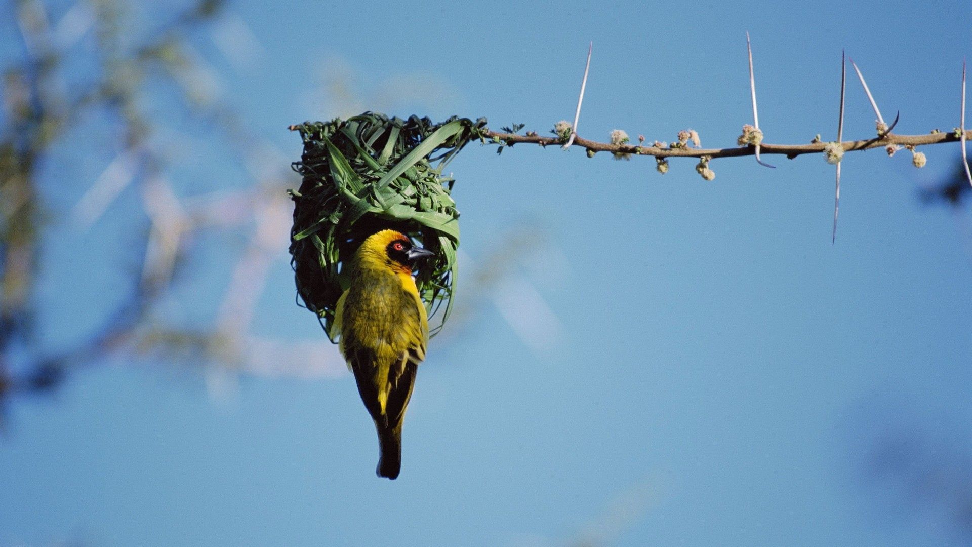 bird, nest, color, sky, branch