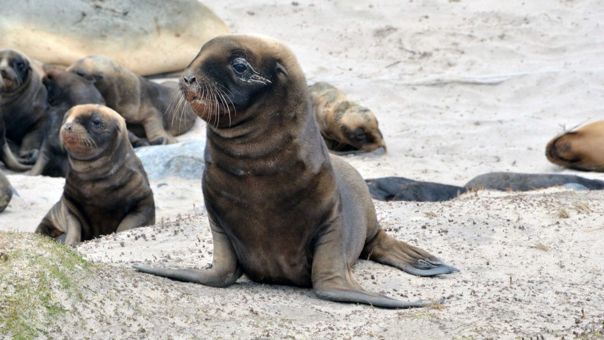 seal, pack, beautiful, walk