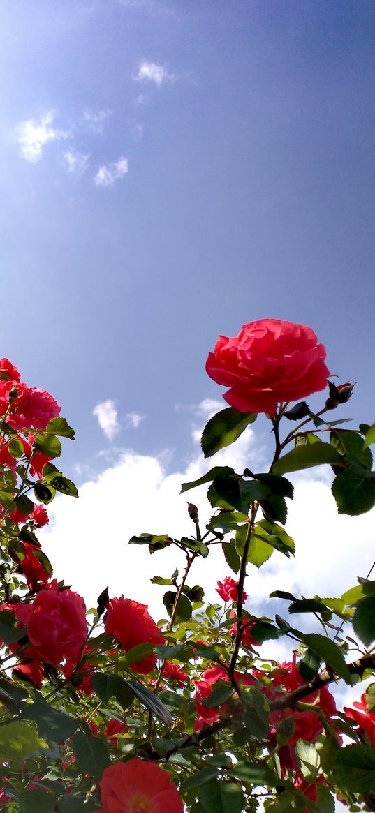 rose, flower, red, bush, sky, clouds