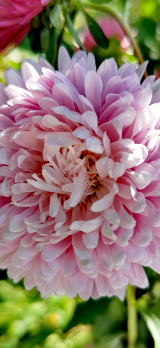 aster, flower, petals, pink, plant, nature