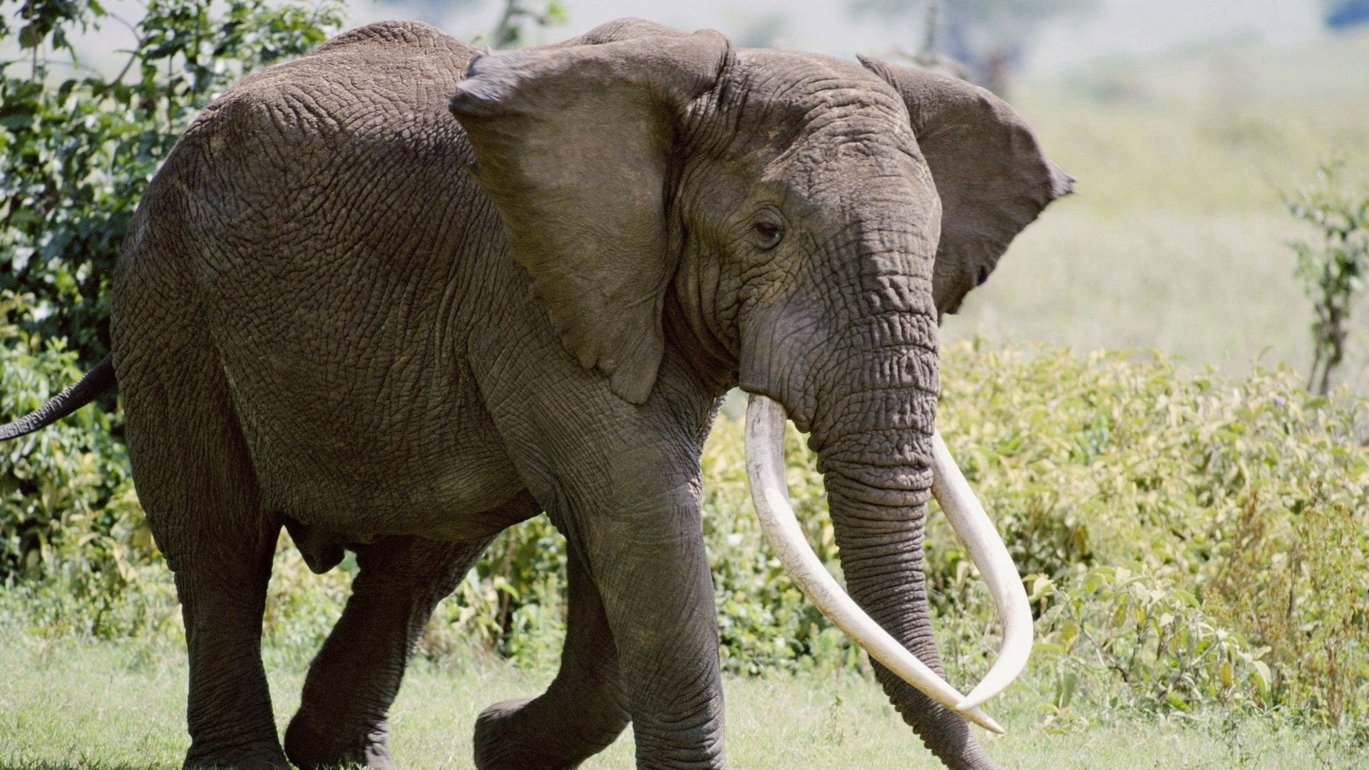 elephant, walk, trees, grass