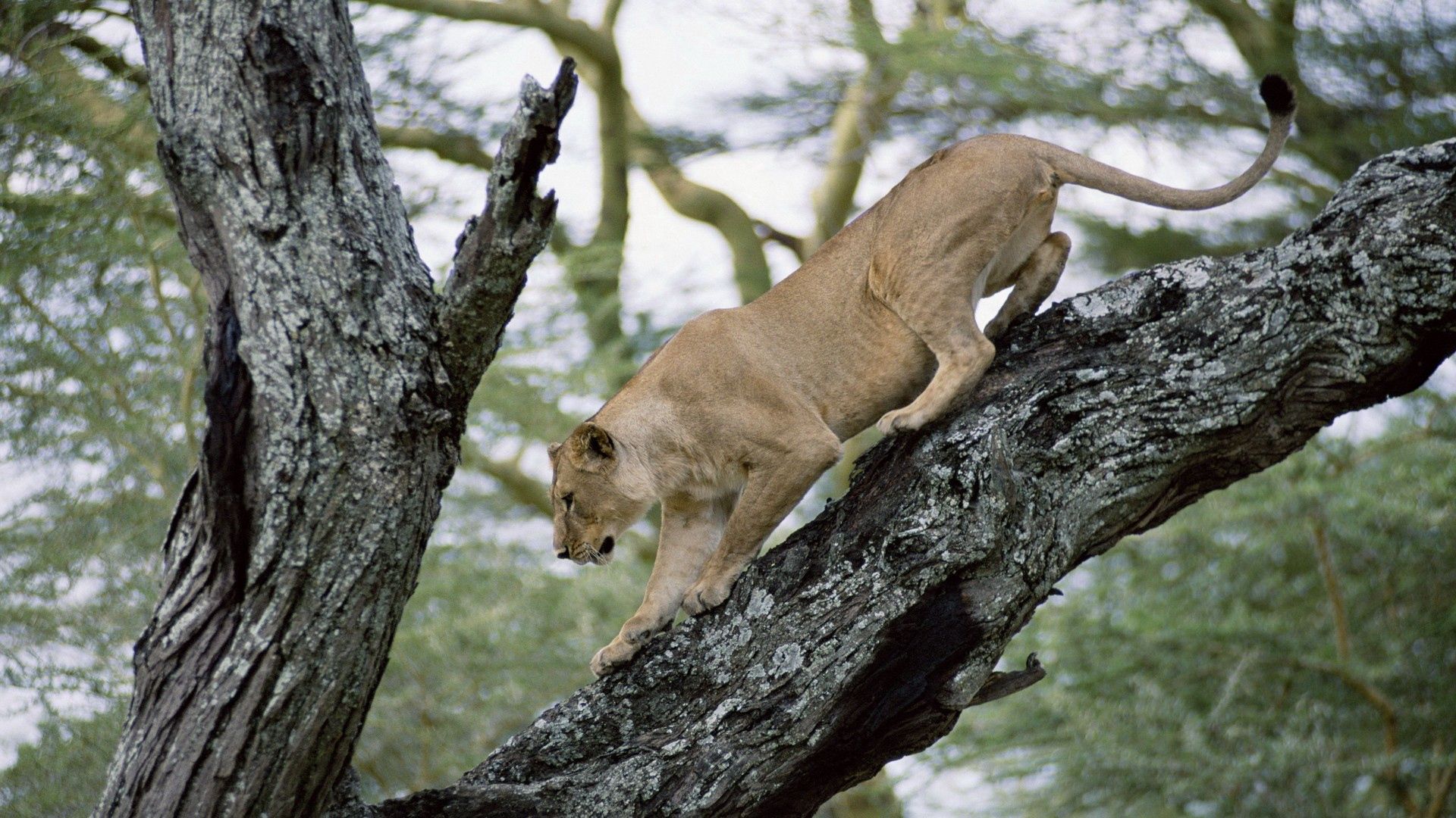 lion, lioness, tree, crawl