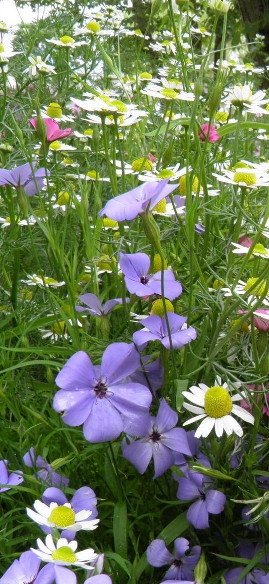 chamomile, flowers, meadow, summer, beauty