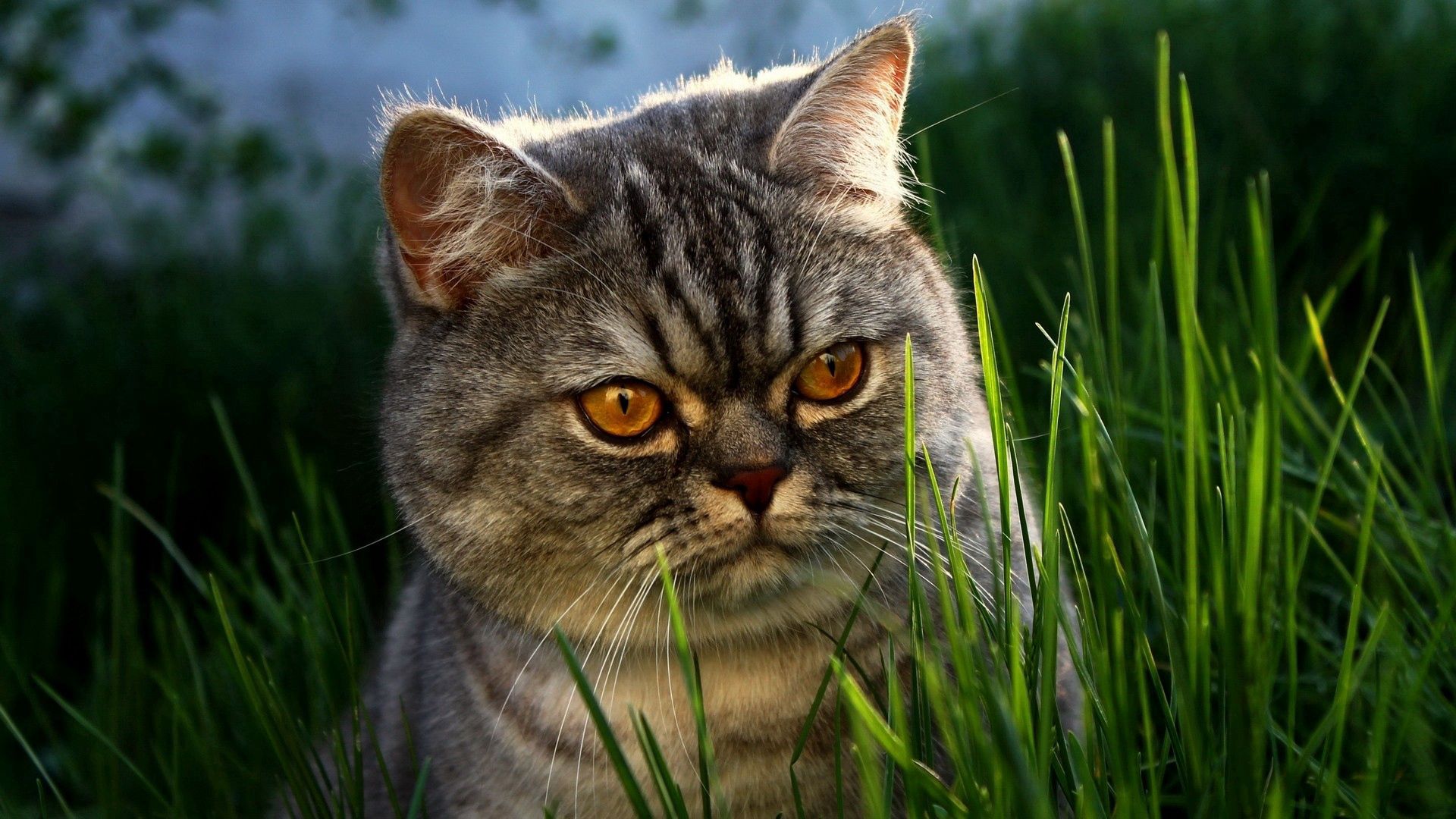 cat, grass, face, hide