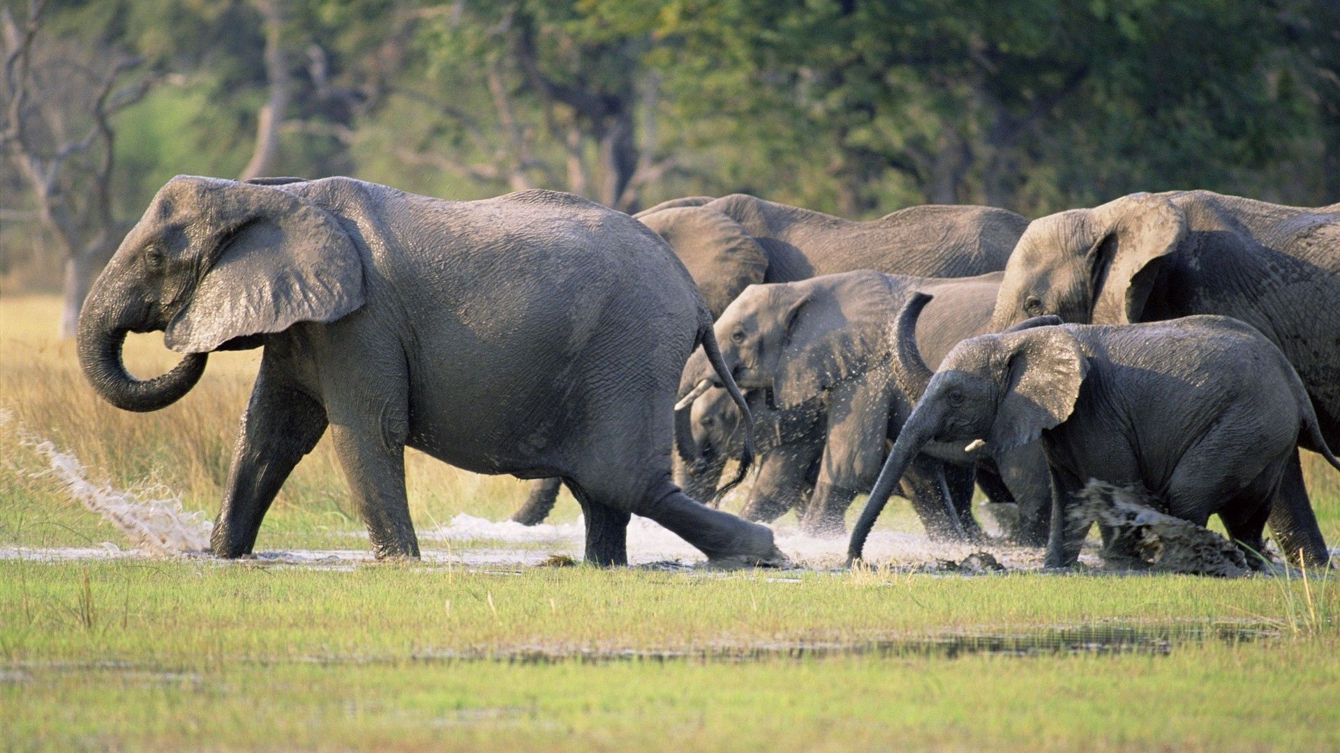 elephants, herd, tramp, run, grass