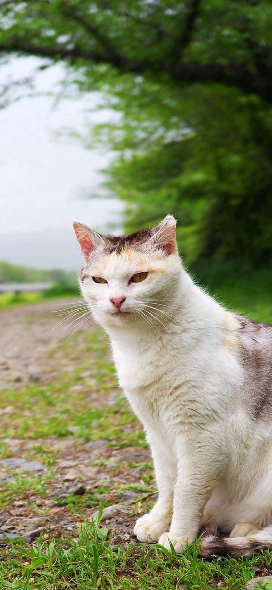 cat, grass, meadow, sitting, spotted