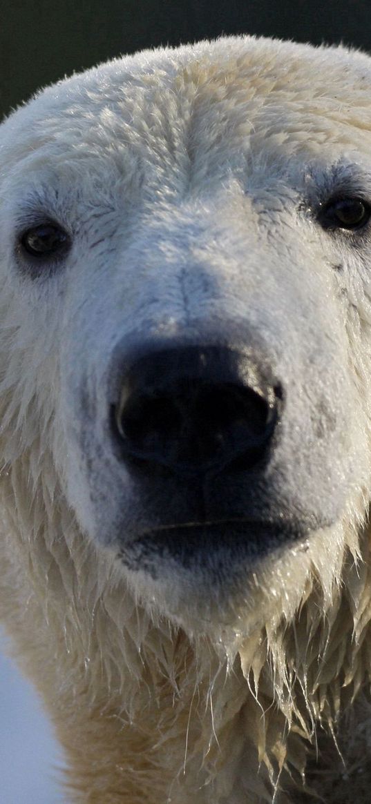 bear, polar bear, snout, snow, wet