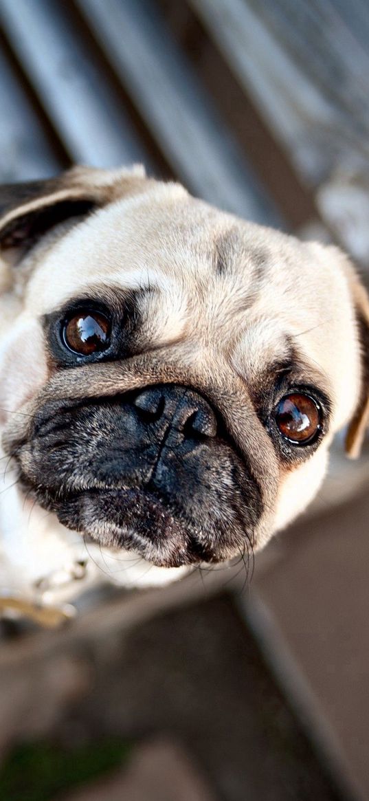 pug, muzzle, dog, waiting, puppy