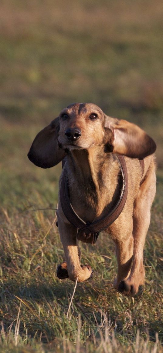 dog, meadow, grass, running